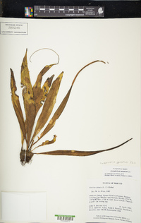 Lepisorus spicatus image