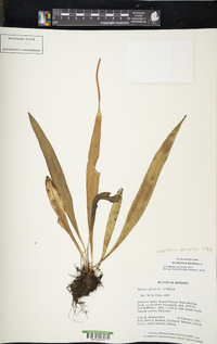 Lepisorus spicatus image