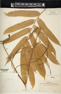 Stenochlaena palustris image