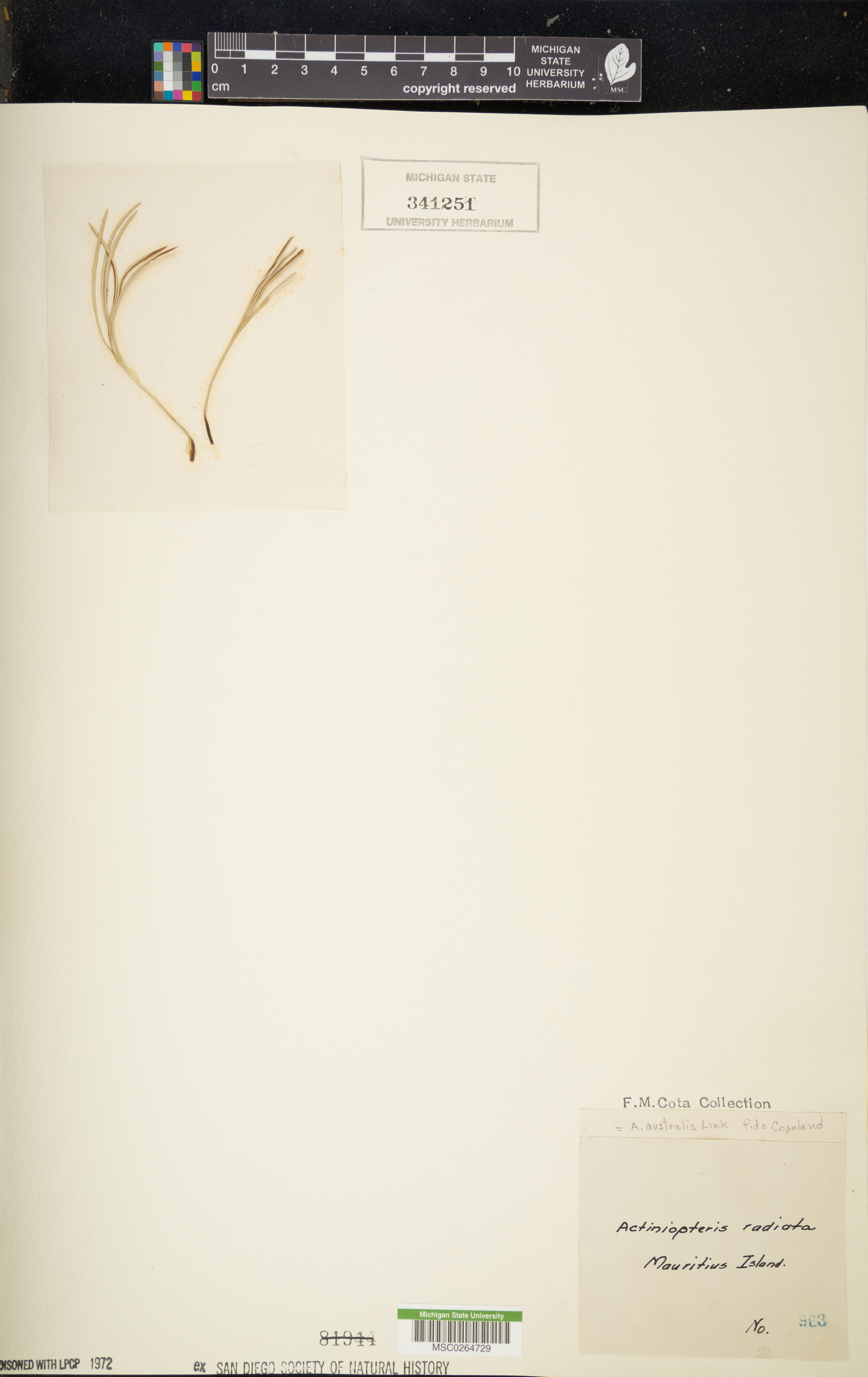 Actiniopteris radiata image