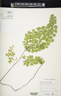 Adiantum capillus-veneris image