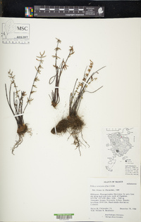 Pellaea ternifolia image