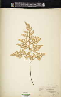 Adiantum raddianum image