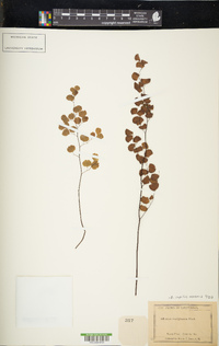 Adiantum capillus-veneris image