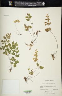 Adiantum capillus-veneris image