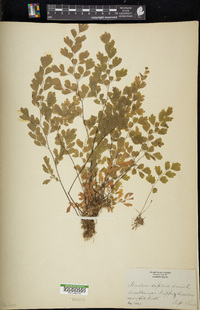 Adiantum capillus-veneris image