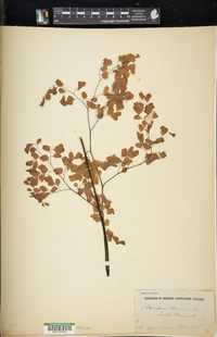 Adiantum tenerum image