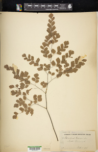 Adiantum tenerum image