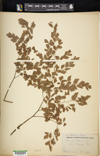 Adiantum tenerum image