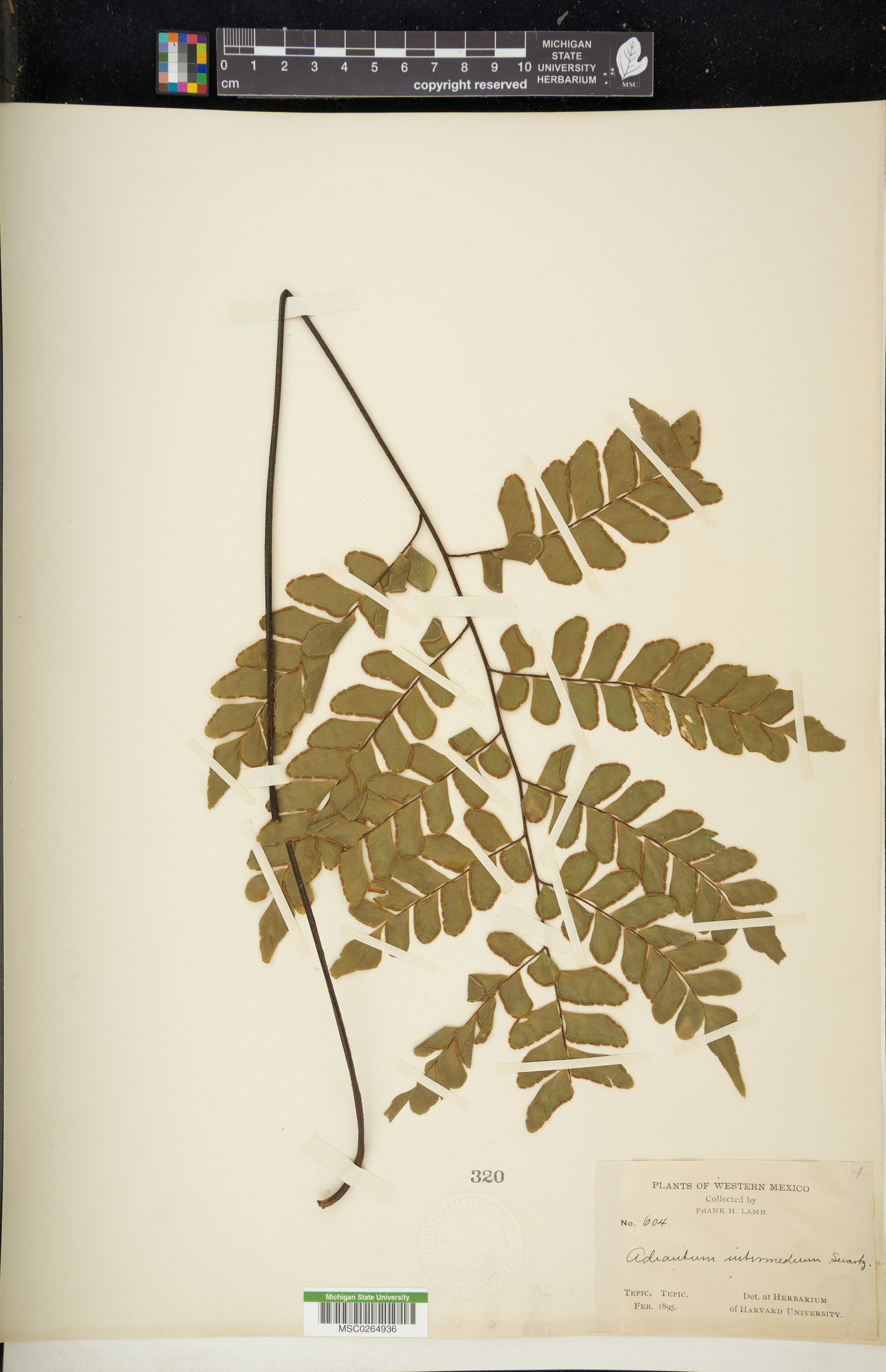 Adiantum intermedium image