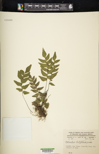 Adiantum latifolium image