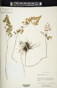 Adiantum poiretii image