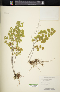 Adiantum poiretii image