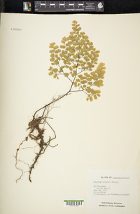 Adiantum poiretii image