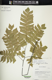 Adiantum cunninghamii image