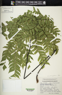 Adiantum cunninghamii image