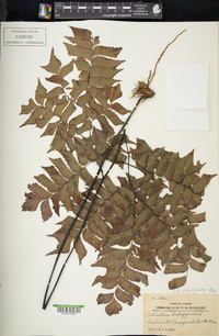 Adiantum cunninghamii image