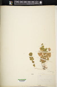 Adiantum raddianum image