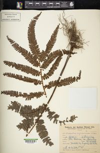 Adiantum cajennense image