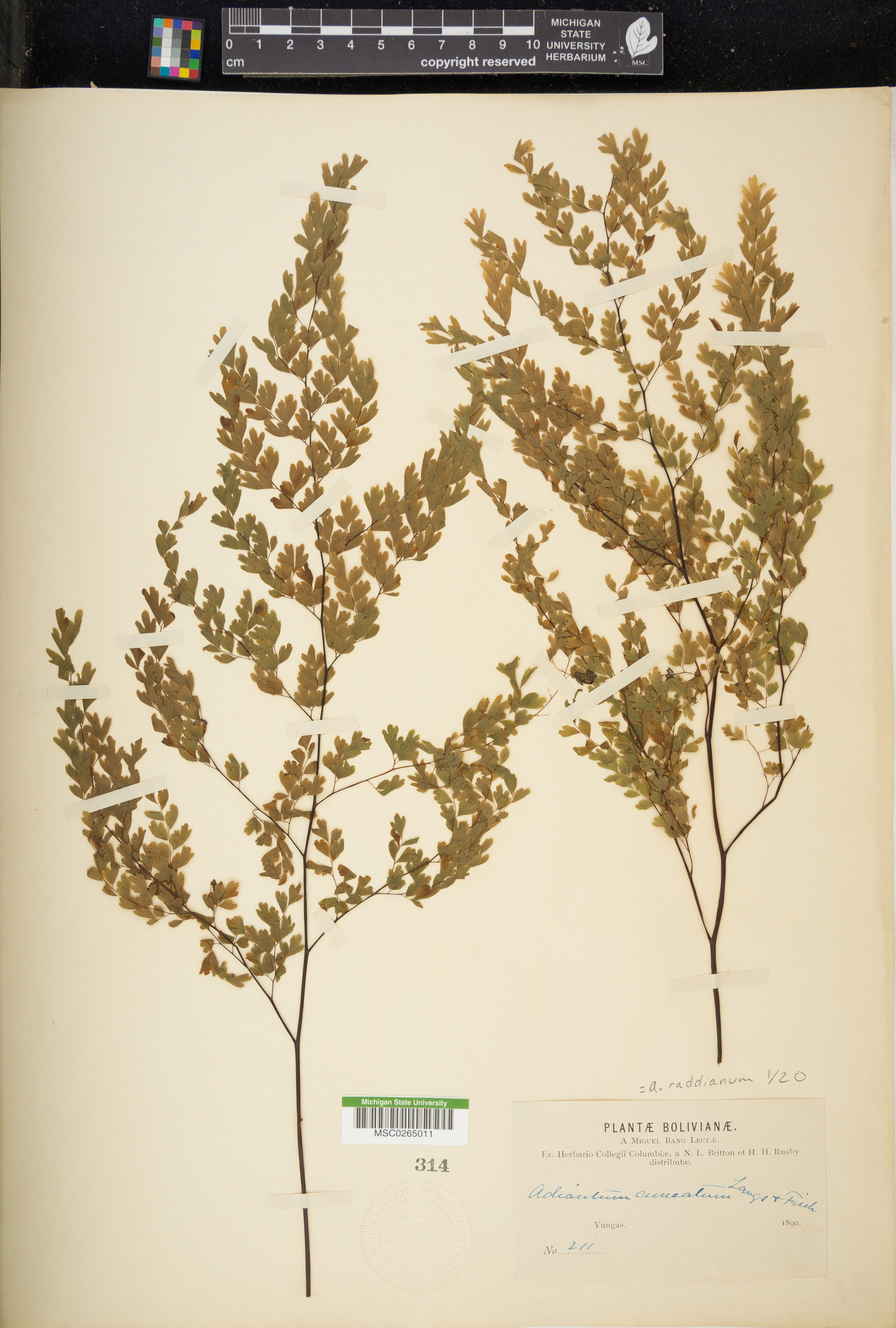 Adiantum raddianum image