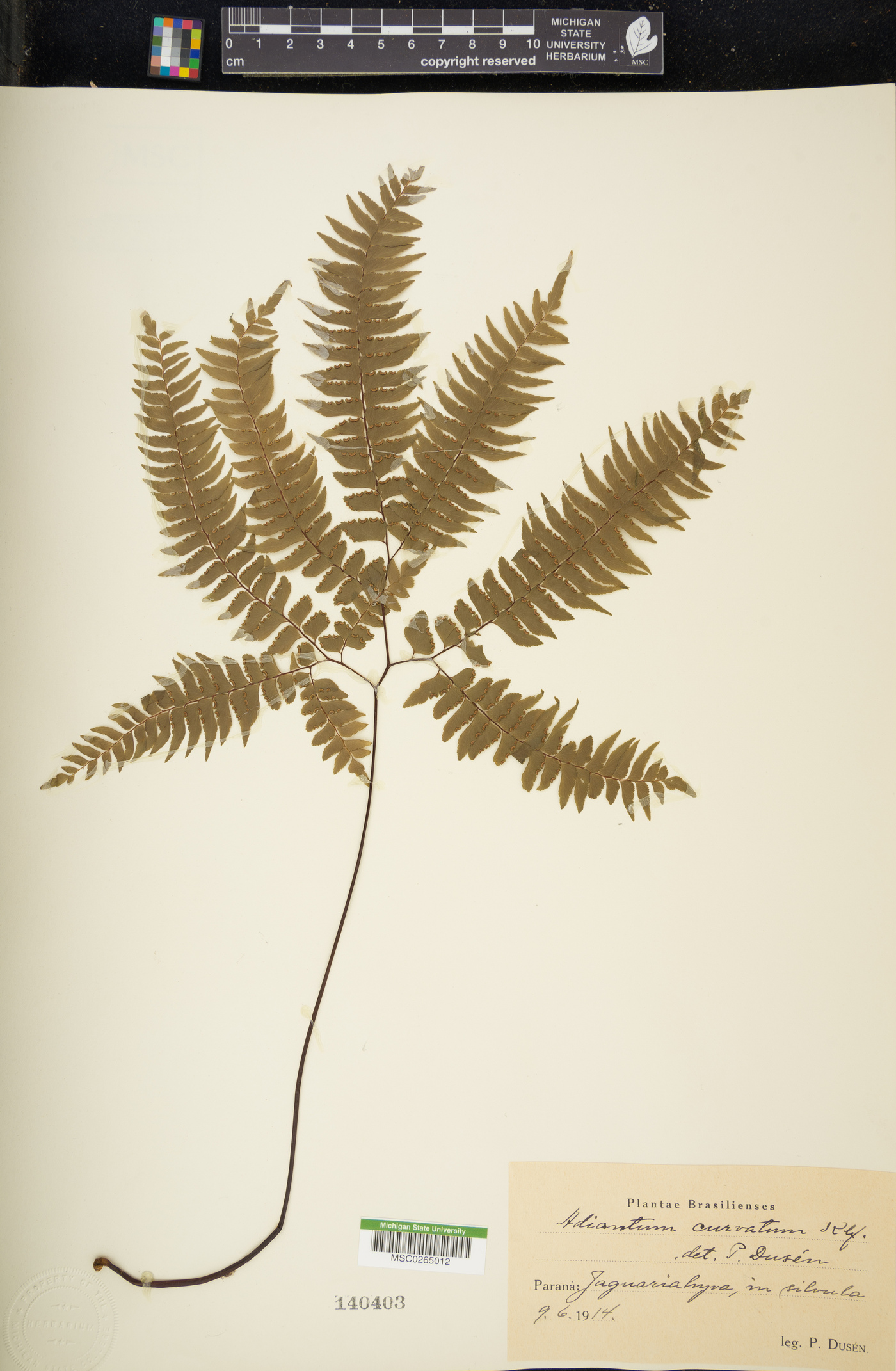 Adiantum curvatum image