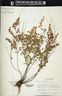 Adiantum fragile image