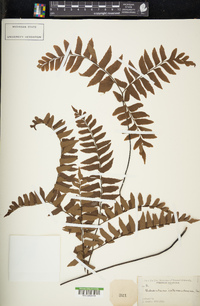 Adiantum intermedium image