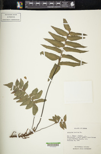 Adiantum lucidum image