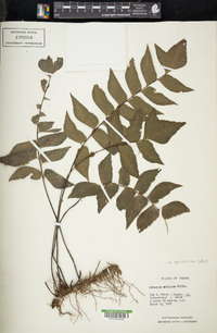 Adiantum petiolatum image