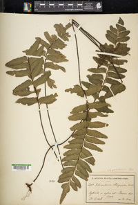 Adiantum petiolatum image