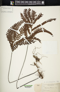 Adiantum serratodentatum image