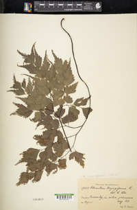 Adiantum cunninghamii image