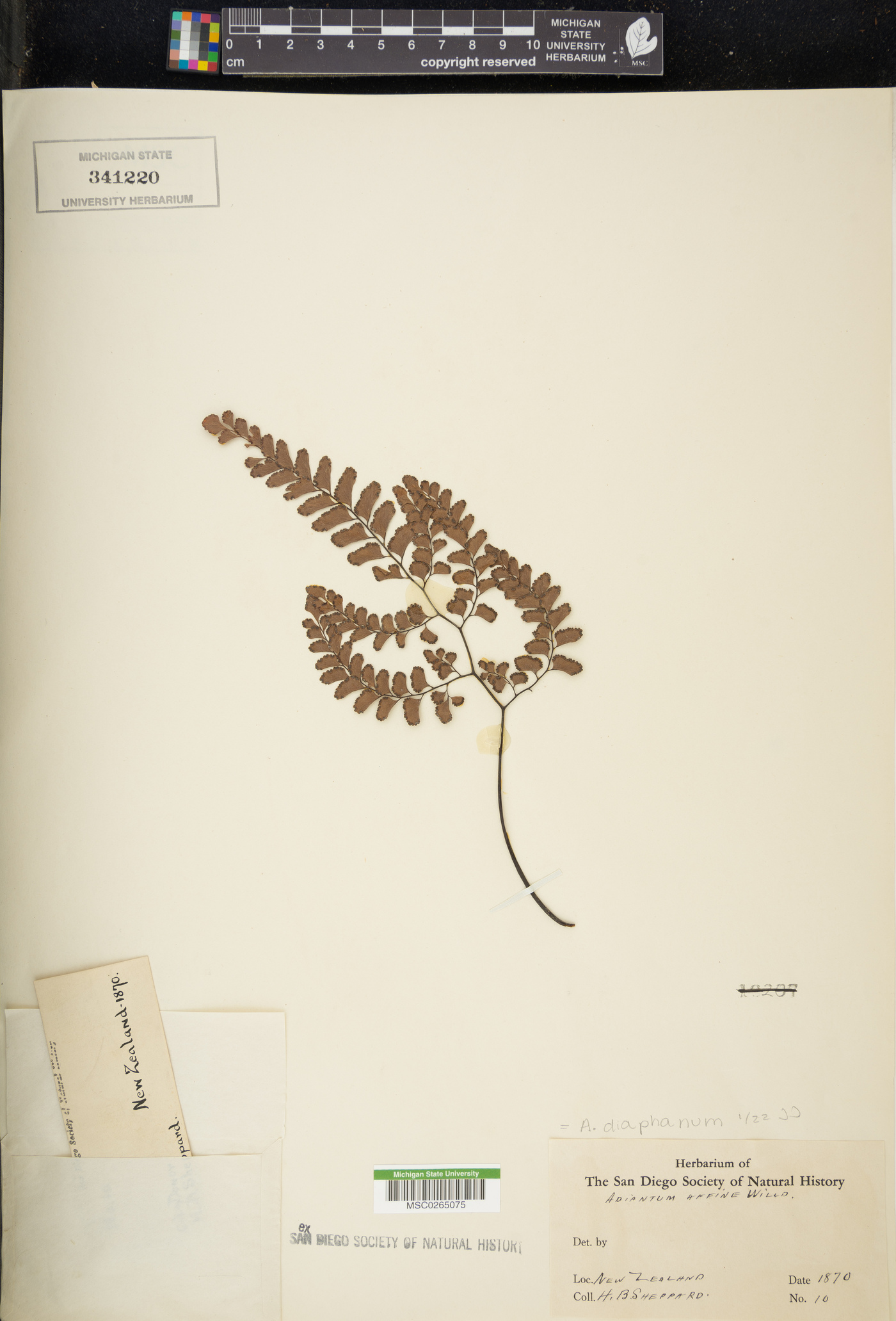 Adiantum diaphanum image