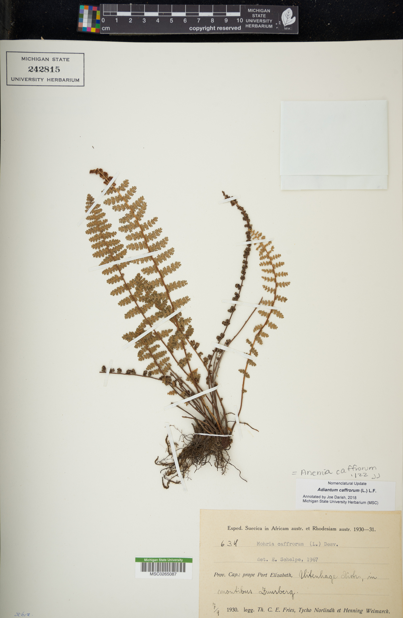 Anemia caffrorum image