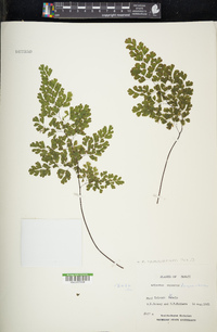 Adiantum raddianum image