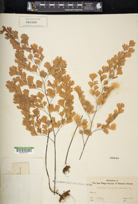 Adiantum capillus-veneris image