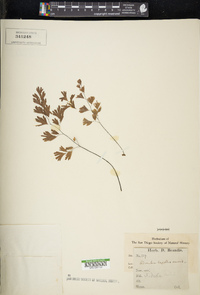 Adiantum capillus-veneris image