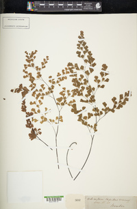 Adiantum capillus-veneris image