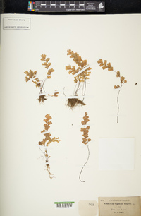 Adiantum capillus-veneris image