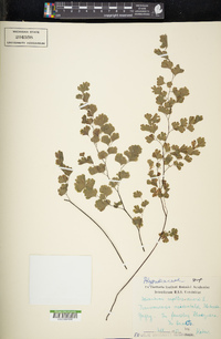 Adiantum capillus-veneris image