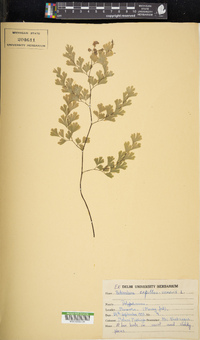 Adiantum capillus-veneris image