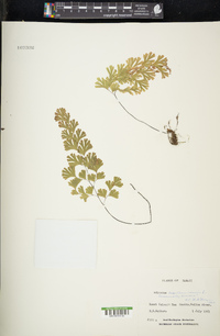 Adiantum capillus-veneris image