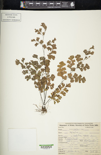 Adiantum capillus-veneris image