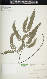 Adiantum cunninghamii image