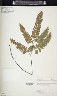 Adiantum cunninghamii image