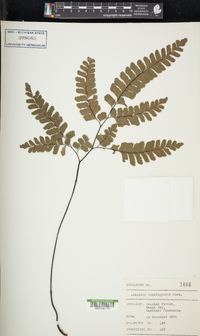 Adiantum cunninghamii image