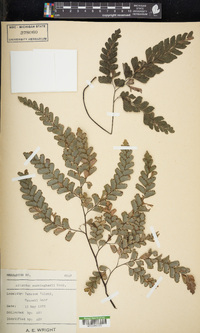 Adiantum cunninghamii image