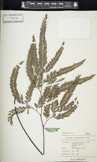 Adiantum cunninghamii image