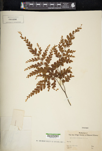 Adiantum formosum image