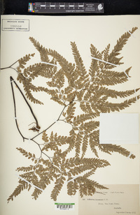 Adiantum formosum image